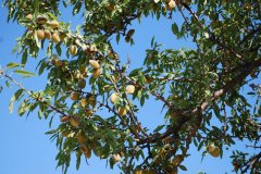 Prunus dulcis - Mandelbaum 1.jpg